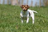 JACK RUSSEL 142